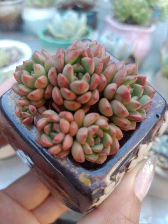  红宝石|小盆栽也可爱，盆越小，水越少，长得越好看