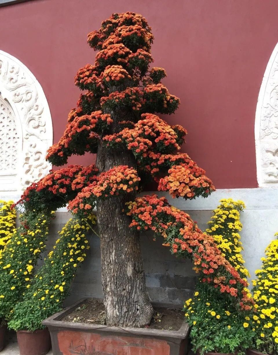 养成|最大的长寿老桩，7年时间，养成盆景！