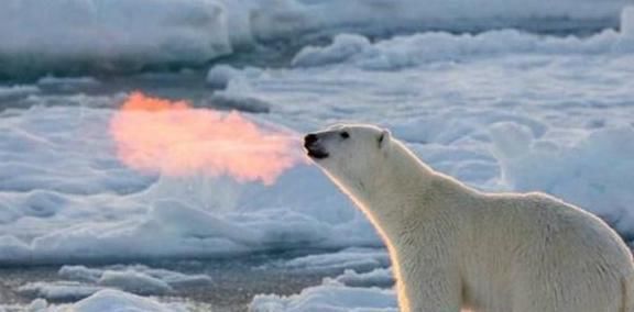 雪白|世界上几种比较有名的白色动物,均有生活在俄罗斯境内,宛如精灵