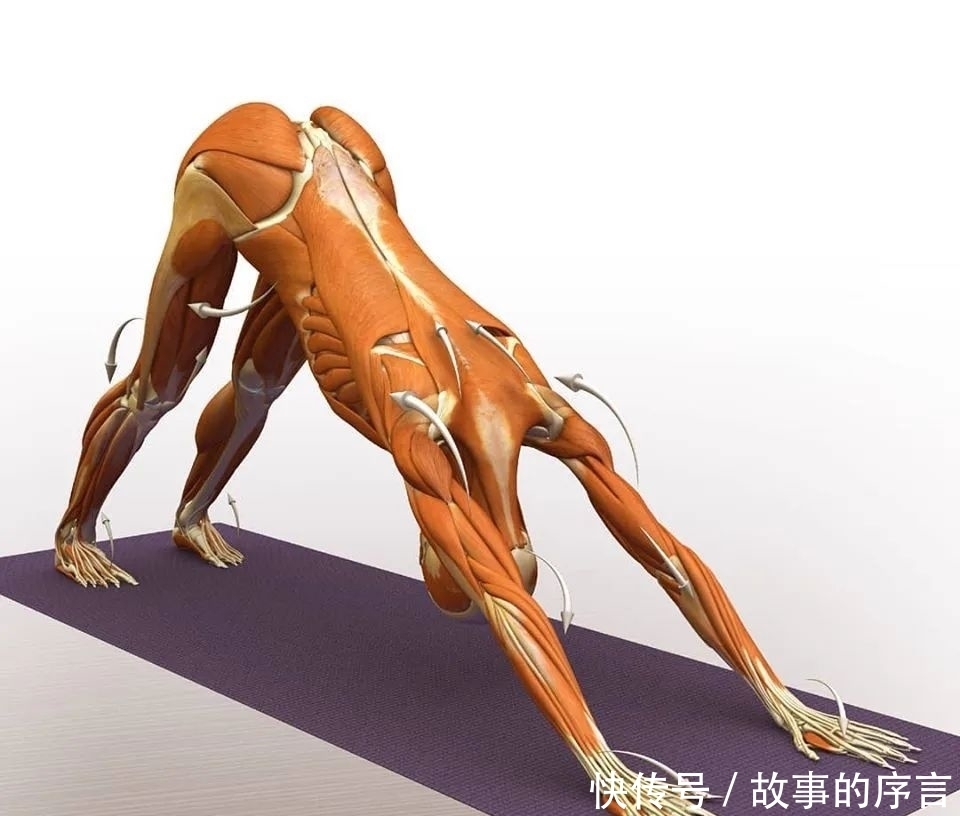 正位|28个常见瑜伽体式解剖图，正位、发力一目了然（收藏级！）