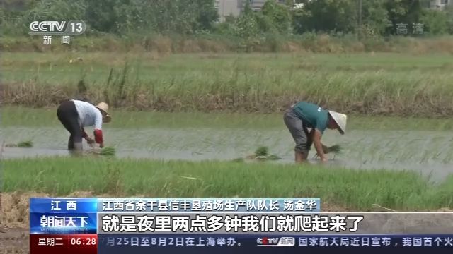 防汛|防汛抢种两不误 江西余干抢种水稻超24万亩