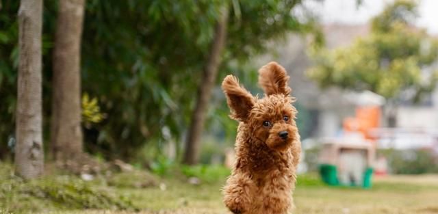  泰迪犬|关于泰迪犬的冷知识，只有都知道了，才是真的了解泰迪