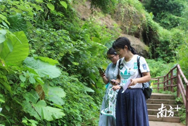 野生植物|热闹！“野生植物辨认大赛”600多名选手走进丹霞山“寻宝”