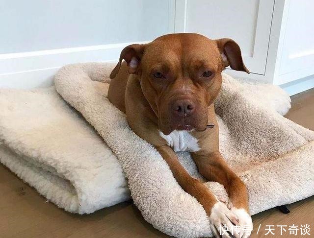 沙发|为什么70%的狗不喜欢睡狗窝,非要睡沙发或者是床呢