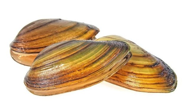 河蚌|农村河沟里的河蚌能吃吗遇到了请珍惜,它们的作用不可小觑