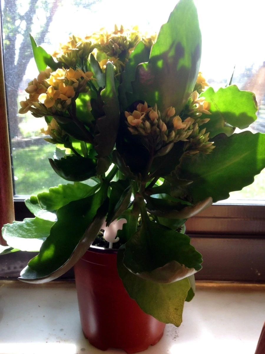 复花|室内盆栽长寿花开花指南，光照比肥料还重要，想要复花要学会修剪