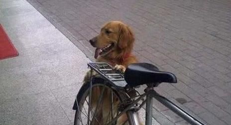  送来|大爷常被小偷光顾，买了自行车没多久就丢，儿子随后送来了法宝