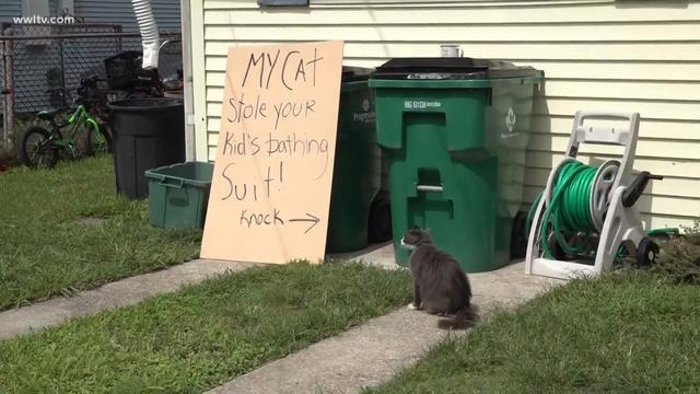  主人|猫咪爱偷邻居内衣裤，被抓后还一脸不在乎！主人惭愧道歉