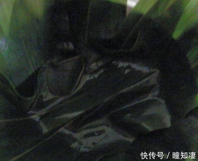  寒冷|带有粽叶香味的香菇鸡腿饭非常适合寒冷和多雨的天气