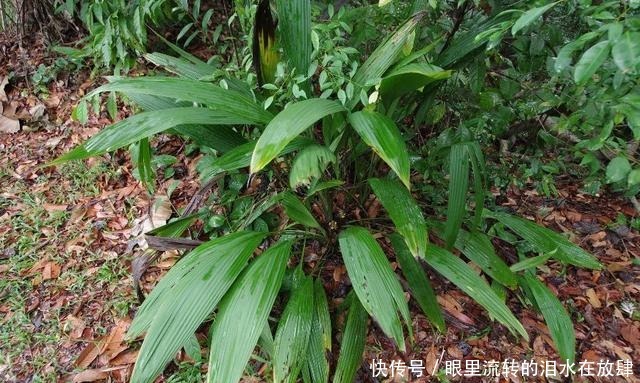 哪种|水果界的“李佳琦”,吃遍3000多种水果,哪种最好吃