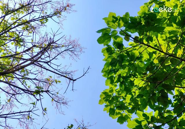 X50|vivo X50 Pro+ 拍照专项评测:强悍如此,堪称炫技