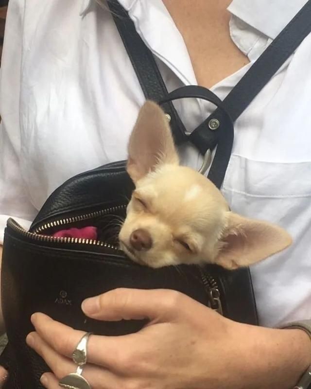  乘坐|美国人怎么喜欢带着宠物猫狗乘坐地铁？爱猫狗人士慎点