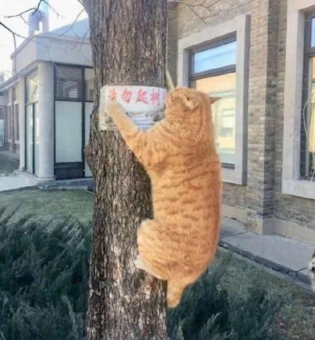 体质|这体质，在公交车上不需要人让座的吧？