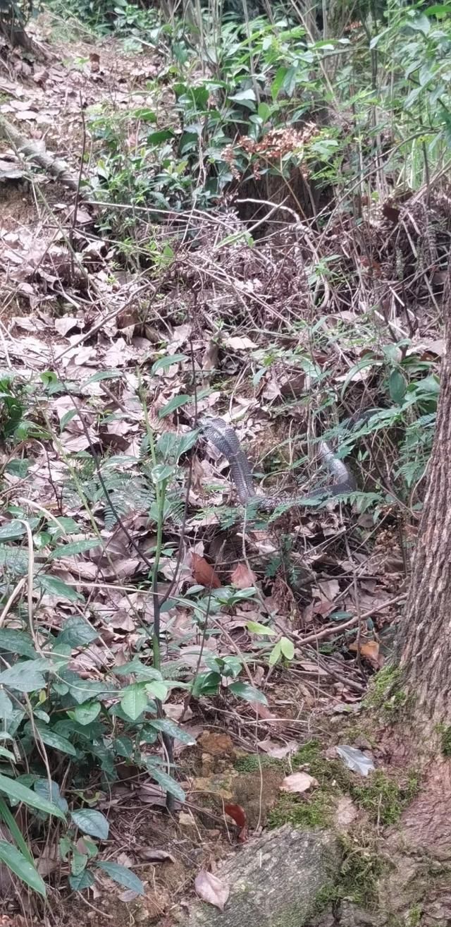 新昌|事发新昌!我差点被眼镜蛇咬到耳朵,怎么赶它也不走