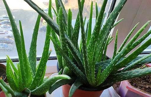  漂亮|见过芦荟开花吗做好关键几点，叶肥芽多，开花漂亮的花朵，美