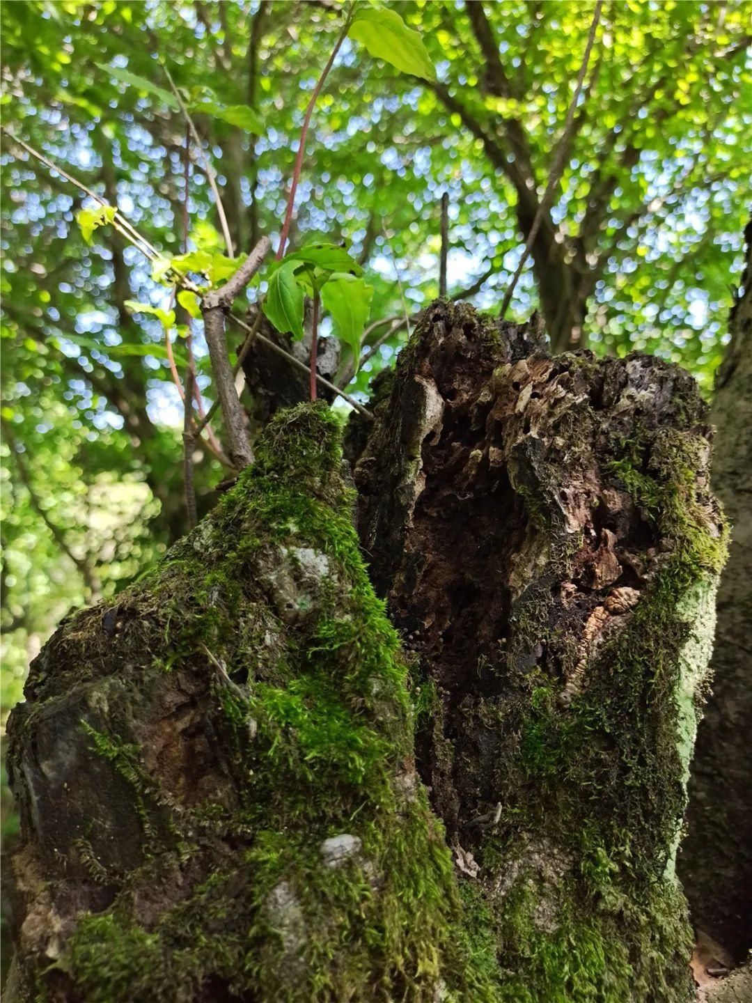 汉江|从0℃到100℃，感受汉江之源的温度…