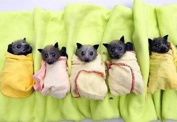 这次|这次是真的!野生动物不能吃的理由