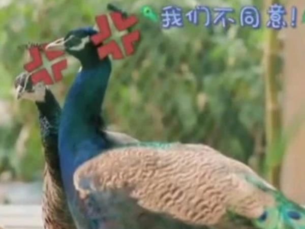  蘑菇|向往4：蘑菇屋迎来减员风波，下一季两位成员离开，而他成为主咖