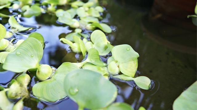 城里人|如今的城里人真会玩，以前农村给猪吃的水葫芦，摇身变成水培植物