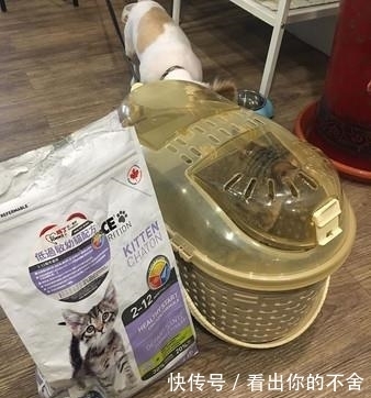  进外|虎斑猫被装进外出笼丢草堆曝晒，当时户外温度竟高达37度！