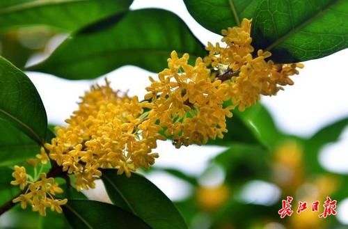 飘香|桂花飘香时,丹桂金桂银桂,哪个最香?