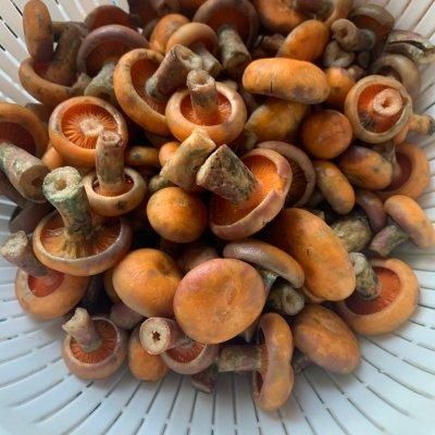  一学|一学就上手的雪菜炒菌菇，小白也能1秒变大厨