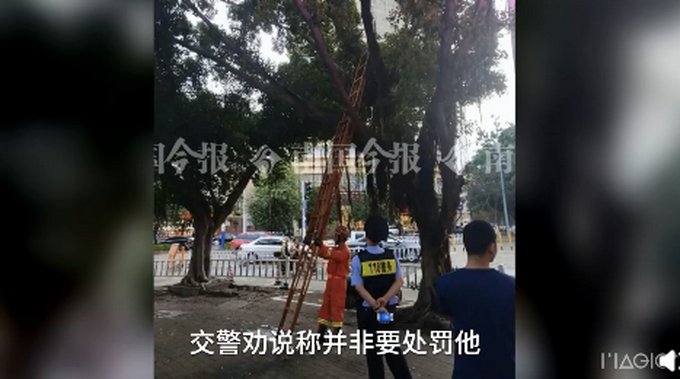 压线|因电动车压线,外卖小哥怕处罚爬上树不肯下来,交警劝说都不管用
