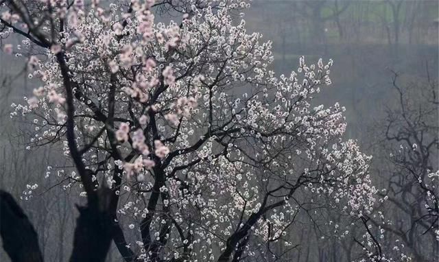  故宫|读赵佶的《燕山亭·北行见杏花》：万水千山，知他故宫何处？