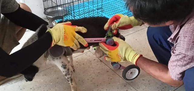 出场|记者深入调查:楚雄市被抓的流浪犬哪去了?