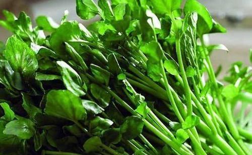 清燥|立秋后，咳嗽痰多不舒服，莫慌！常食此野菜，清燥润肺、化痰止咳