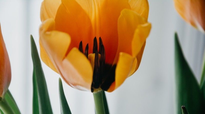 异性|8月异性缘旺,这四大生肖能找到真爱,今年定能收获好爱情!