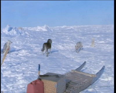  合法|有钱人花上33万，就可以在加拿大合法杀死一只北极熊