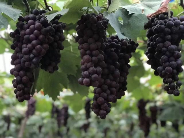 收集|就在明天!海沧 “丰收集”!