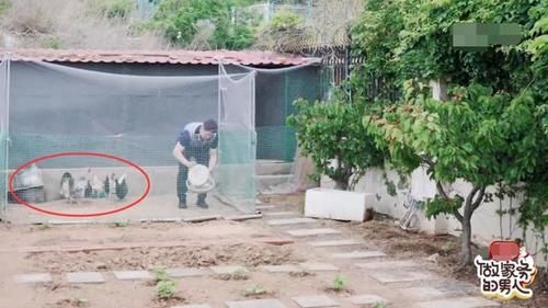  别墅|张继科家别墅接地气，拿院子养鸡种菜，家里放球桌，跟住农村一样