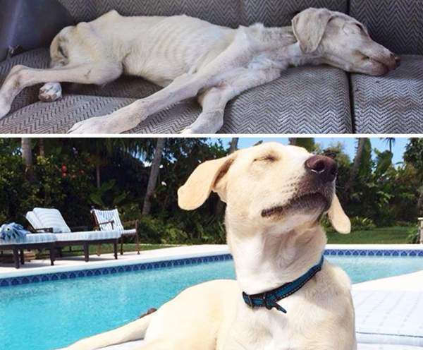  鼻酸|爱心传递，流浪狗狗在他们的帮助下幸福成长，鼻酸了