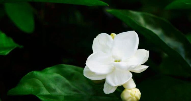  高涨|7月开始财气大旺，好事连连，贵人指路，收入高涨的四大生肖