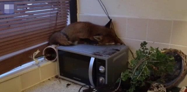  一看|厨房中突然传来巨响，主人冲去一看，顿时不淡定了