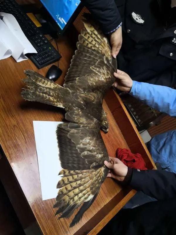 出售珍贵|39只鸟,这8人摊上大事了!