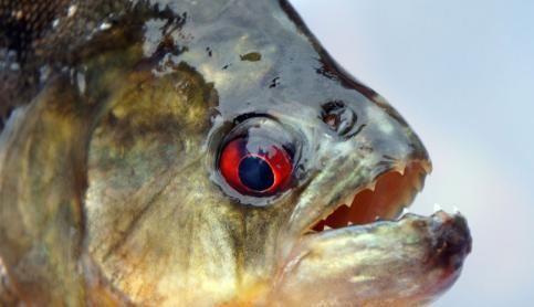  当成|洱海惊现外来物种，携带6000多条寄生虫，却被国人当成餐桌美味