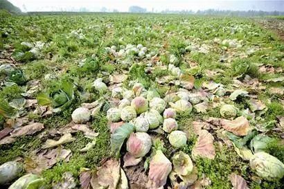  很快|十年农业九年赔钱，赚钱不易赔钱很快