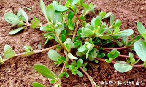  干净|十女九贫血，日常多吃此菜，防乳腺癌，排子宫污血，子宫变干净