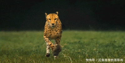 厉害|GIF搞笑趣图: 好厉害的情侣, 这几个动作实在是高难度啊!