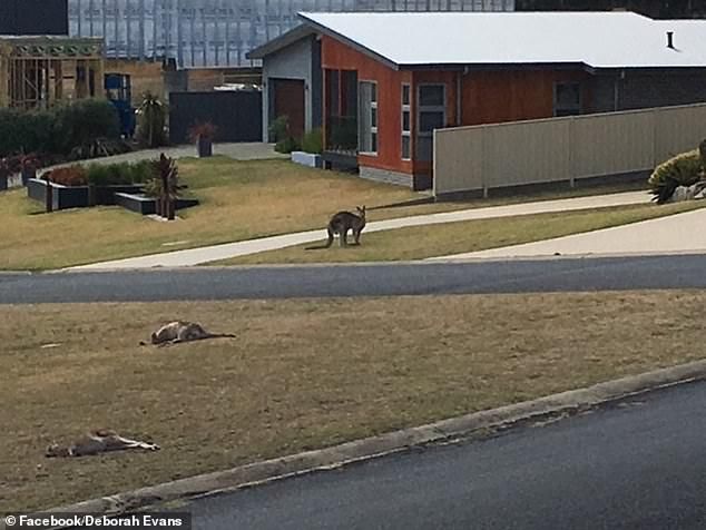  澳洲|澳洲2男子酒后驾车故意撞死21只袋鼠，如今2人全都被判刑