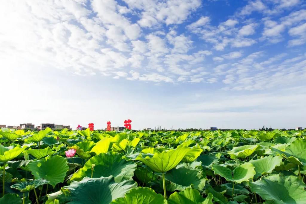  湛江市坡头区摄影协|映日荷花醉「乾塘」