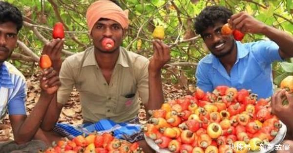 过程|腰果很好吃,那你知道剥腰果的人要受多大罪吗过程非常“残忍”