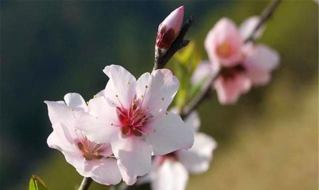  故宫|读赵佶的《燕山亭·北行见杏花》：万水千山，知他故宫何处？