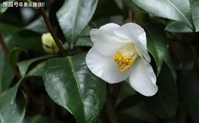 脱颖而出|在8月下旬，逆流而上，破茧成蝶，脱颖而出的三大星座