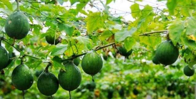 学识|学识《中华本草》天花粉