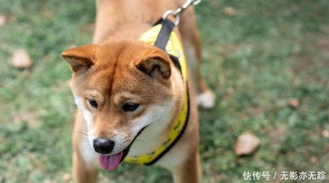  饲养|犬界最“危险”的5大狗狗，泰迪也在其中，一般不建议饲养