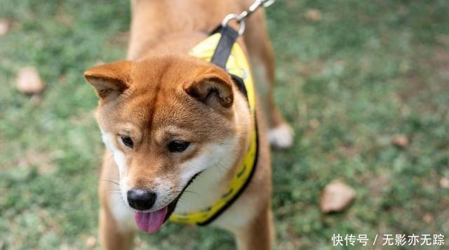 饲养|犬界最“危险”的5大狗狗,泰迪也在其中,一般不建议饲养